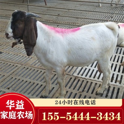 活羊3-4个月的波尔山羊羊羔价格 波尔山羊养殖场大量出售育肥羊羔图3