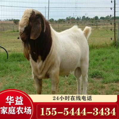 现在波尔山羊价格 波尔山羊苗价格 小羊一只图2