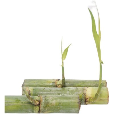 6根装每根3-4芽青皮绿皮水果甘蔗种陶山农家引进种苗甘蔗梢根芽图5