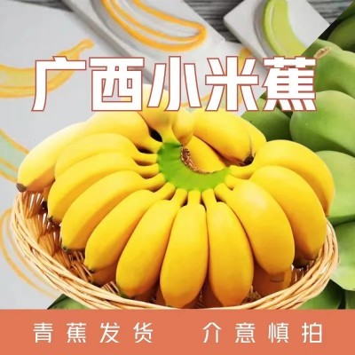 广西小米蕉迷你小香蕉应季水果现采现发产地直供1斤3斤5斤9斤装