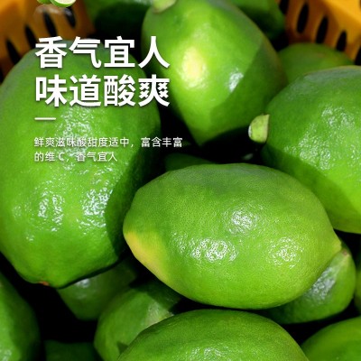 广东无籽香水柠檬果园现摘现发奶茶店专用批发一级果全国一件代发
