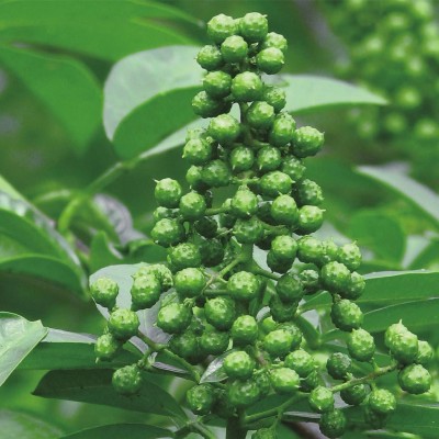 青麻椒批发无子藤椒炖肉炒菜青花椒特麻调料干货厨房青麻椒粒图3