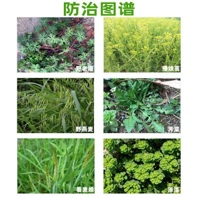 美丰瑞丰年20%甲基二磺隆·异丙隆小麦田禾阔双除除草剂图3
