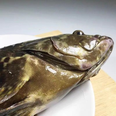 东山岛龙胆石斑鱼（活冻） 工厂直销 品质保障 有量有价图2