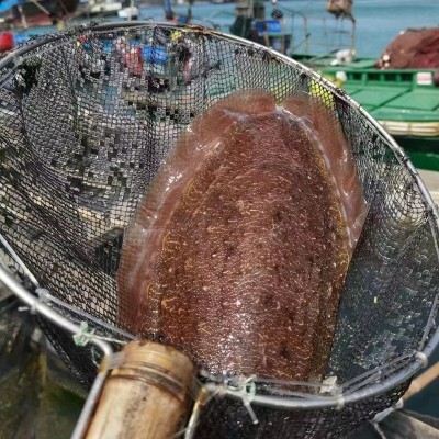 东山岛活冻大墨鱼 工厂直销 有量有价 品质保障图4