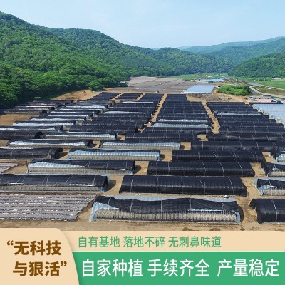 嘿猫耳长白山黑木耳干货东北独立袋装绿袋三级250g源头厂家图2