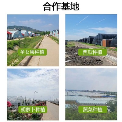 洁晶藻多芬海藻叶面肥 250ml瓶装 西兰花专用提质增产 氨基酸水溶肥图4