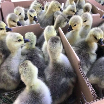 纯种正宗狮头鹅种蛋受精蛋1枚品种可孵化种蛋满6枚顺丰包邮图2