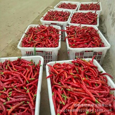 厂家批发 盐渍辣椒 腌制辣椒 腌渍辣椒 泡红椒 腌辣椒图2