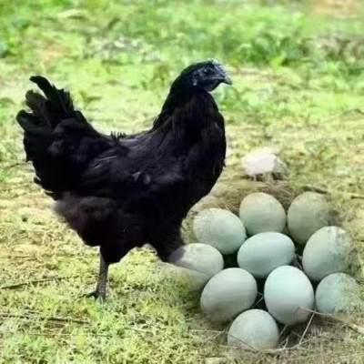 30枚整箱批发鸡蛋 散养农家绿壳五谷虫草土鸡蛋正宗新鲜乌鸡蛋