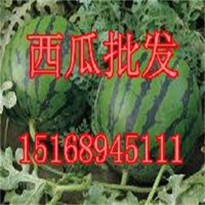 山东大棚西瓜格 西瓜价格行情图2