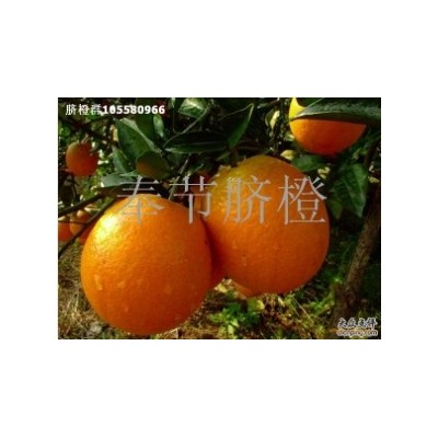 重庆特产-奉节脐橙