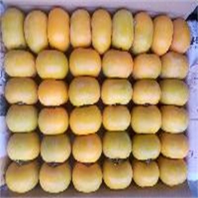 恭城脆柿，红柿