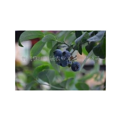 贵州有机蓝莓鲜果图4