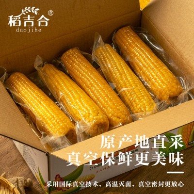 东北黄糯玉米260g以上16cm软糯香甜真空包装原产地直采厂家批发图4