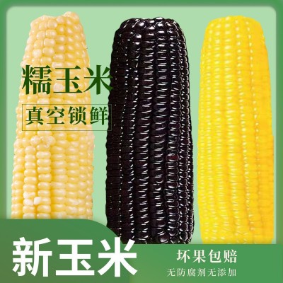 糯玉米香糯玉米棒子即食批发代餐真空装整箱10根甜玉米一件代发图4