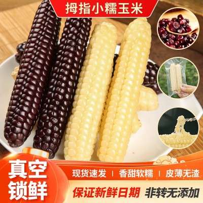 云南西双版纳拇指小玉米香甜软糯鲜真空包装白糯玉米即食代餐粗粮图1