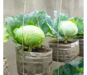 农村大叔用几个塑料瓶种植蔬菜，方法简单实用赶快学习起来吧！