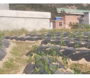 辣椒种植技术-贵州黔南辣椒苗弱，使用拉姆拉翠姆根碧多效果，成活率高，根系发达