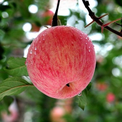 甘肃早熟红富士苹果水果新鲜应当季整箱包邮冰糖心脆甜富士丑苹果