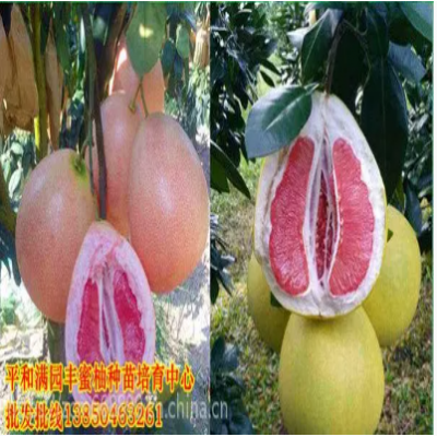 红心蜜柚苗种植方法柚子苗