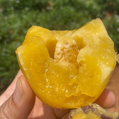 新鮮水果云南石林人参果 黄肉圆果长在石头缝里的幸福果图2