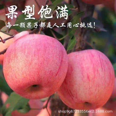 烟台红富士苹果5斤水果新鲜当季栖霞苹果冰糖心平安果整箱包邮图2