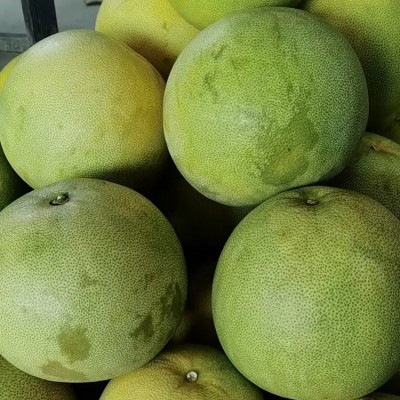 泰国蜂蜜蜜柚苗100公分高基地现挖 蜂蜜香青柚果树苗图2