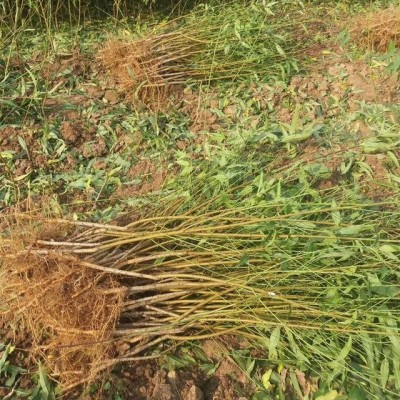 江苏油桃苗价格 江苏玖阳基地晚熟黄桃树苗 山东特大巨型五月红早熟苗当年结果图3