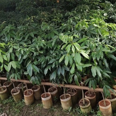基地直供莆田荔枝树苗 全程技术指导 十几年苗木培育经验图5