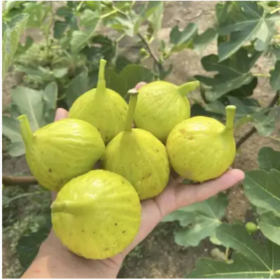 黄色无花果品种树苗，适合盐碱地区种植的果树苗图2