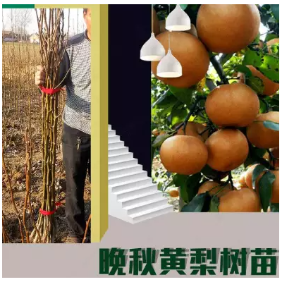 供应晚秋黄梨树苗 河南梨树苗基地批发晚秋黄梨苗图3