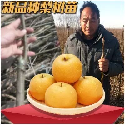 供应梨树苗 河南梨苗基地批发黄梨/早熟/晚熟/红梨图4