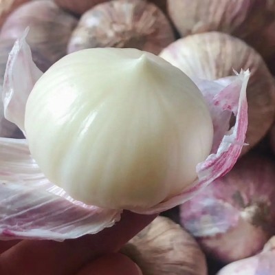 云南紫皮独头蒜紫皮大蒜干蒜湿大蒜大蒜头新鲜新蒜图5