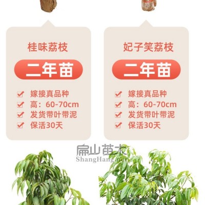 K口感好荔枝树苗品种 果树苗产地圆枝白糖三月红冰荔四季小杯苗图2