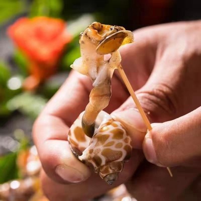 花螺鲜活新鲜海螺鲜冻特大号泥螺东风螺海鲜水产贝类商用特大花螺图4