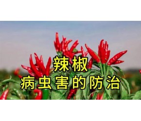辣椒出现的各种病虫害如何预防治疗？