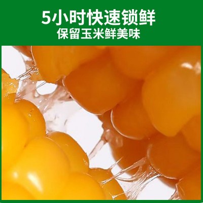 厂家直供东北黄糯玉米 糯九玉米8支10支装厂家代发甜糯黄 糯玉米图3