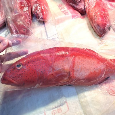 深海东星斑鲜活速冻南海东星斑水产石斑鱼酒店商业供应批发图2