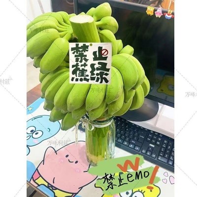 禁止蕉绿芭蕉办公室水培小米蕉新鲜连果插花绿植整串禁止焦虑香蕉图3