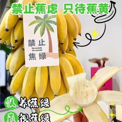禁止蕉绿芭蕉办公室水培小米蕉新鲜连果插花绿植整串禁止焦虑香蕉图2
