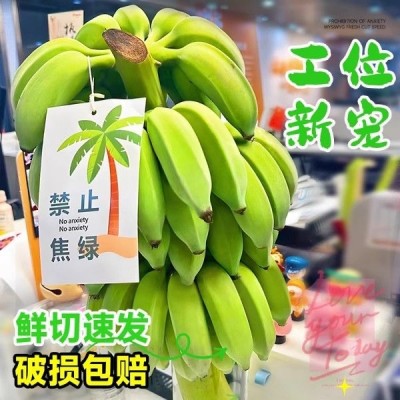 禁止蕉绿芭蕉办公室水培小米蕉新鲜连果插花绿植整串禁止焦虑香蕉图5