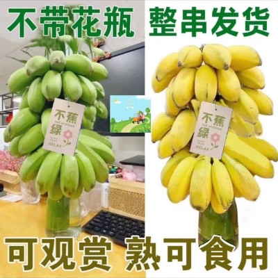 禁止蕉绿芭蕉办公室水培小米蕉新鲜连果插花绿植整串禁止焦虑香蕉图4