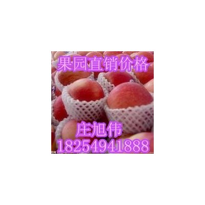 山东红富士苹果基地格