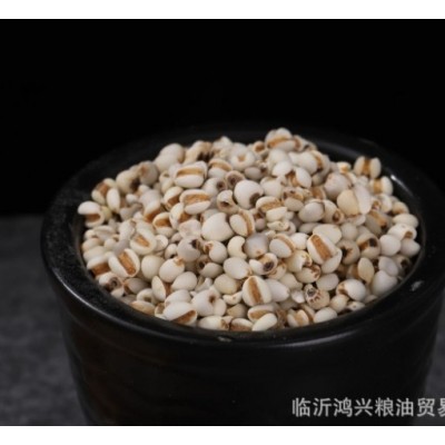 现货批发五谷杂粮薏仁米产地批发贵州薏米 散装薏苡仁 薏米仁图3