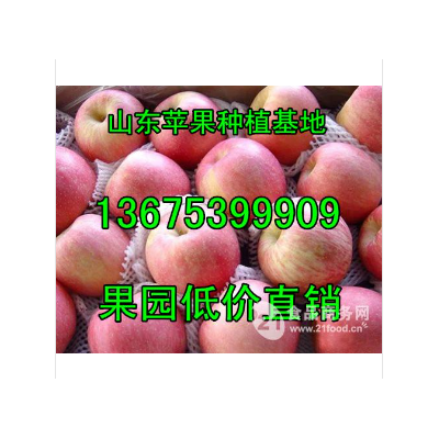 红富士苹果今天价格/苹果产地6毛批发红富士苹果图5