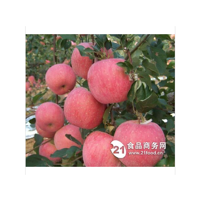 陕西优质红富士苹果格直销报价图5