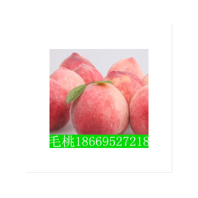 山东毛桃价格 毛桃产地批发图4
