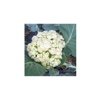 品有机花菜 新鲜蔬菜500g 发江浙沪皖 有杭州同城配送