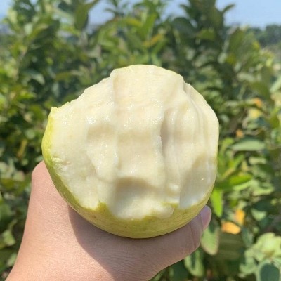 漳州土芭乐 奶油软芭乐新鲜水果当季软心芭乐果5斤白心黄金番石榴图3